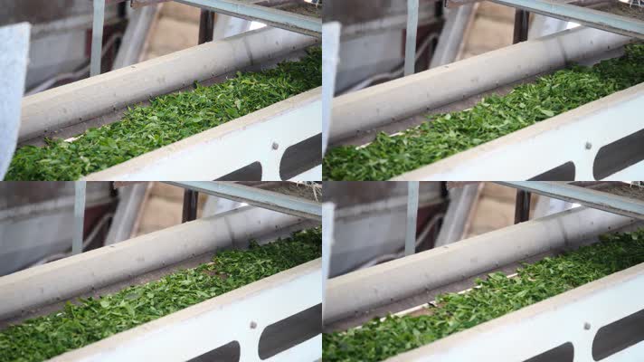 茶叶车间 绿茶  茶叶作坊制作 茶叶加工 