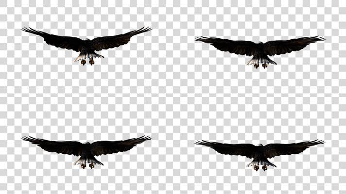 雄鹰翱翔02-alpha通道