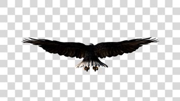 雄鹰翱翔02-alpha通道