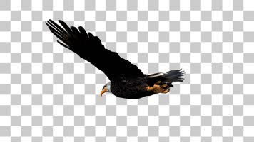 雄鹰翱翔06-alpha通道