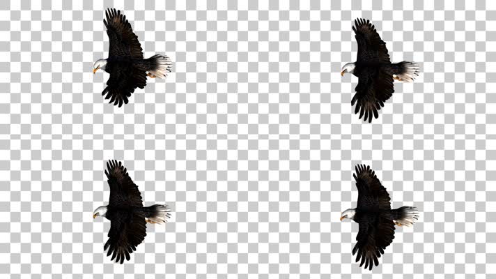 雄鹰翱翔07-alpha通道