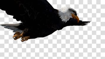 雄鹰翱翔01-alpha通道