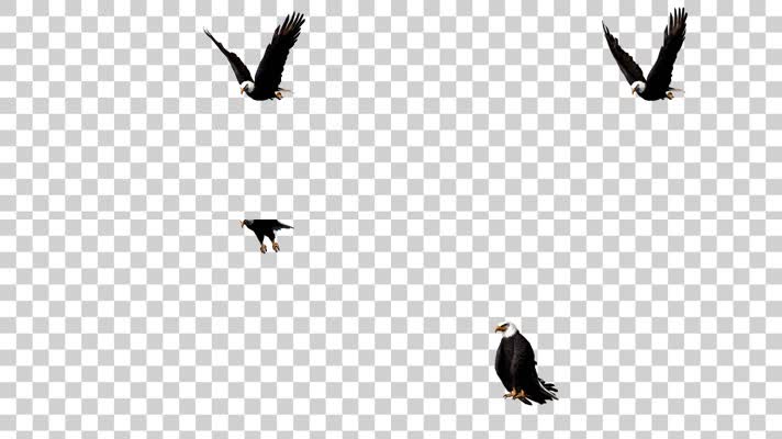 雄鹰翱翔03-alpha通道