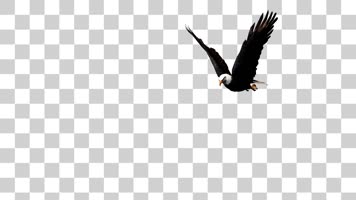 雄鹰翱翔03-alpha通道