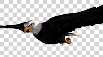 雄鹰翱翔04-alpha通道