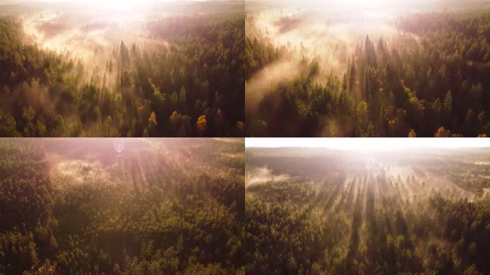 晨雾森林阳光透过森林绿色生态航拍