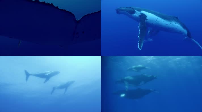 鲸鱼大海海底世界