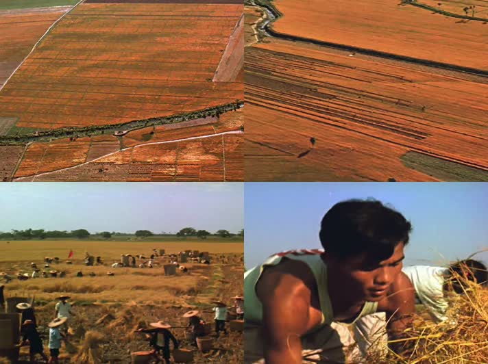50年代收割小麦影像