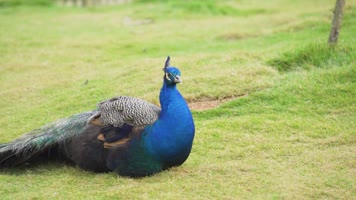 动物园孔雀开屏 动物园孔雀开屏