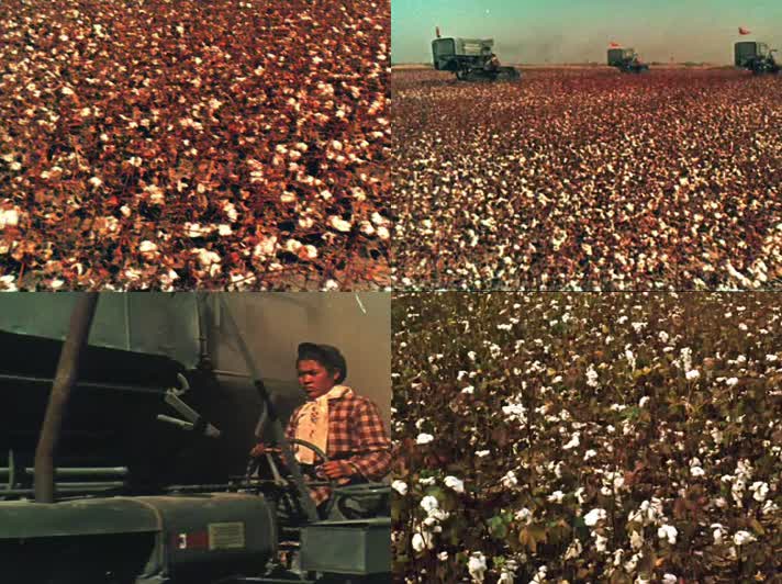50年代机械收割棉花