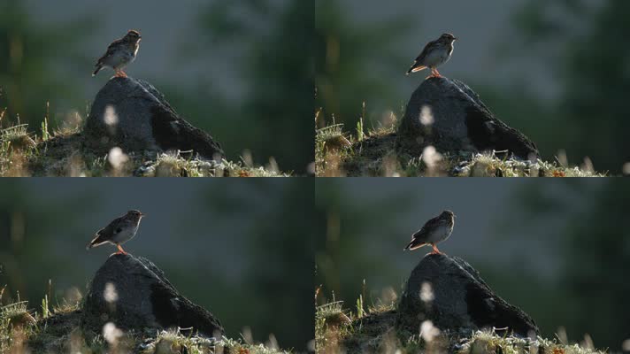 【4K】小鸟鸣叫