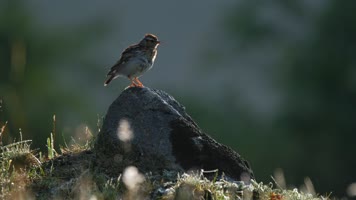 【4K】小鸟鸣叫