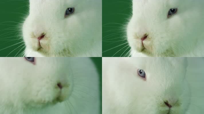 【4K】小白兔