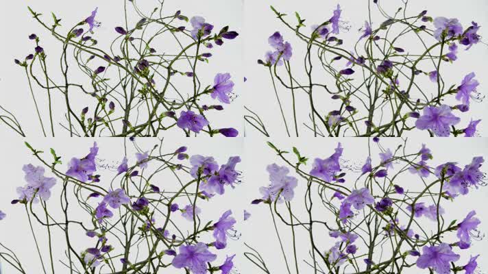 映山红开放延时