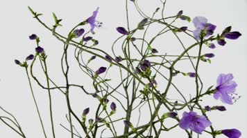 映山红开放延时