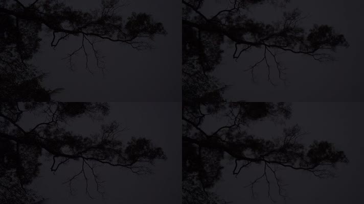 仰望夜空下的树枝