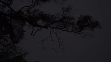 仰望夜空下的树枝