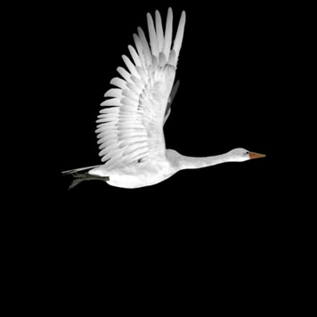 大雁飞天鹅飞循环透明通道鸿雁