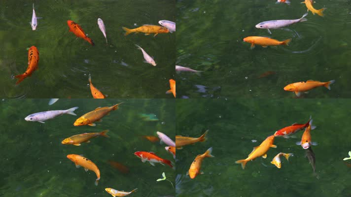 池中的金鱼