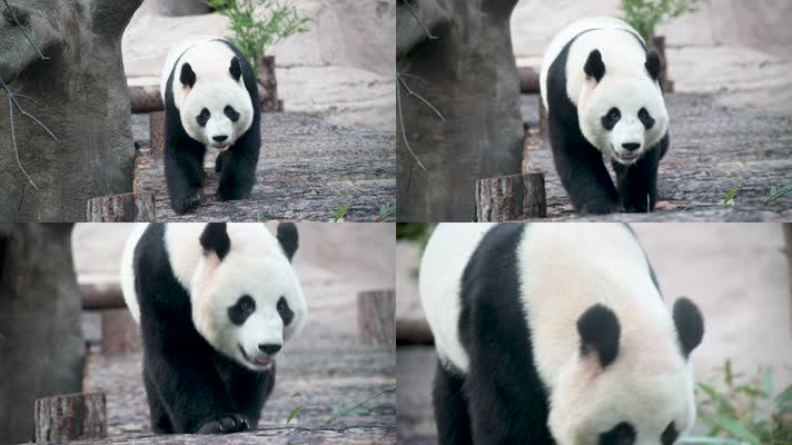 憨态可掬的大熊猫