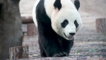 憨态可掬的大熊猫