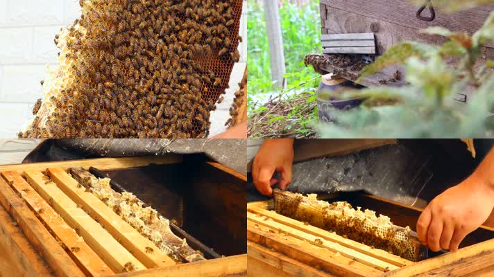 蜂农开箱检查蜜蜂