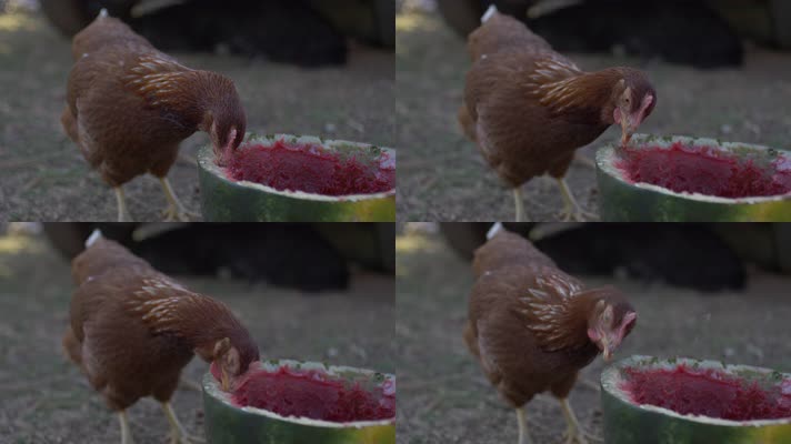 母鸡在吃西瓜