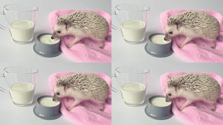 小刺猬在喝牛奶