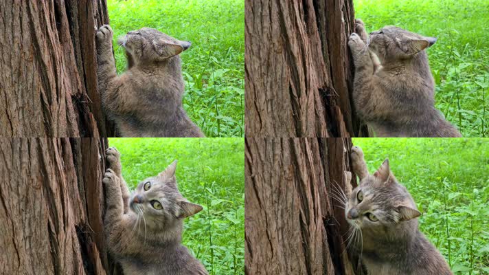灰色的猫在树上练爪子