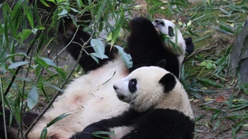 2个大熊猫在吃竹子