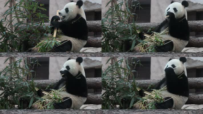 大熊猫在吃竹子