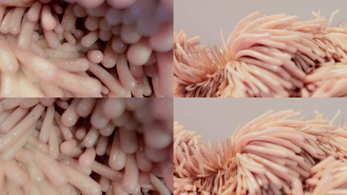 【4K】胃绒毛
