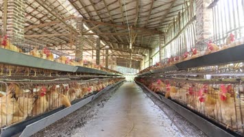 高清实拍鸡场三黄鸡蛋鸡