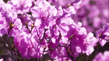 映山红金达莱实拍