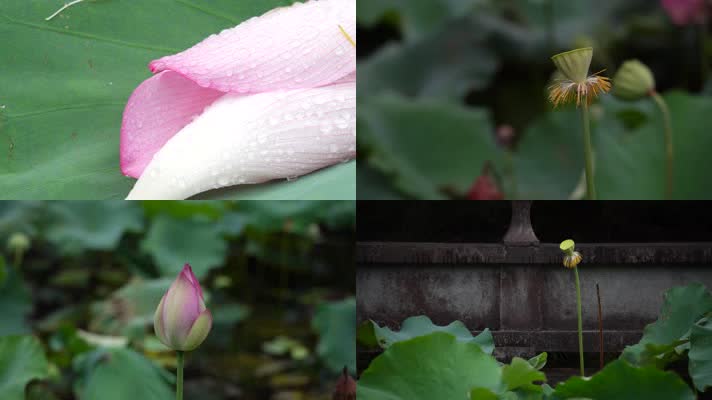 杭州西湖慧因高丽寺荷花池4K视频