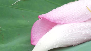 杭州西湖慧因高丽寺荷花池4K视频