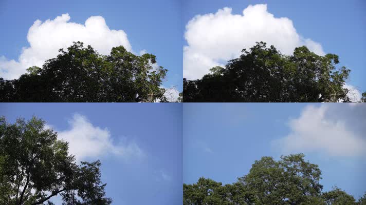 树木天空白云4K