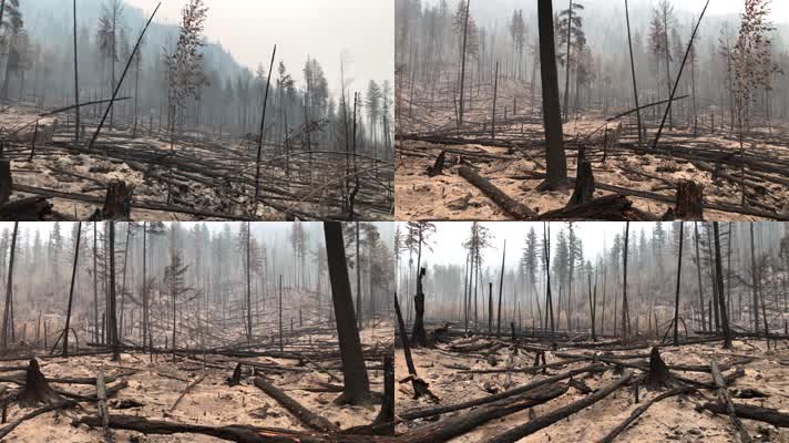 火灾后的森林
