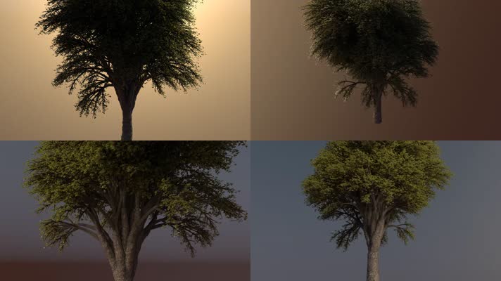【4K】树木动画