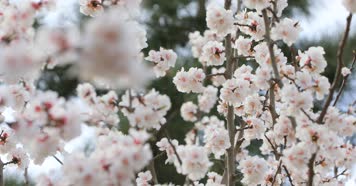 4k春天百花绽放