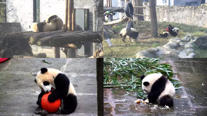 动物园里的大熊猫1