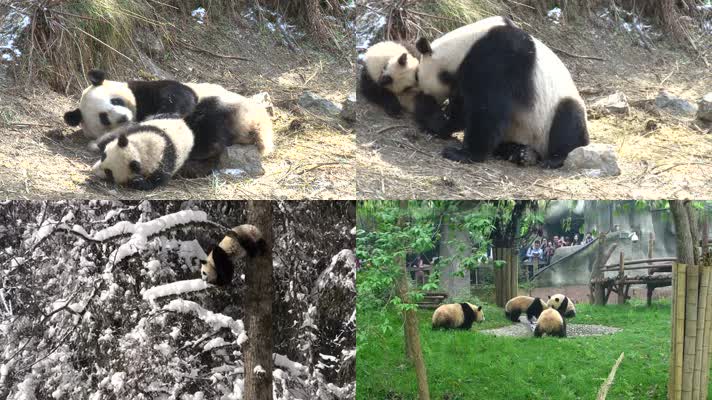 动物园里的大熊猫16