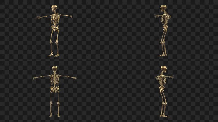 4K黄金人体骨骼-alpha通道