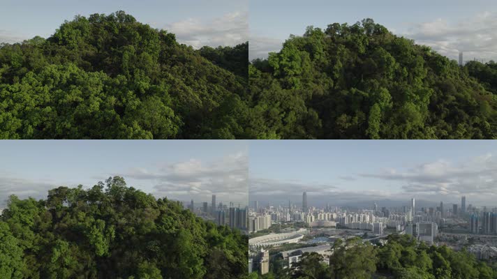 2022.03深圳  从森林到城市