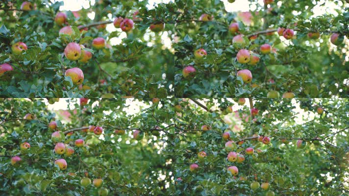 苹果树1