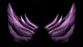 紫色翅膀循环