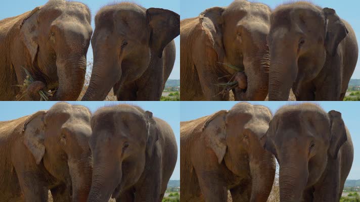 近距离拍摄两头野生大象进食