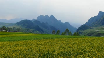 航拍青海西宁湟中南朔山南佛山油菜花海4K