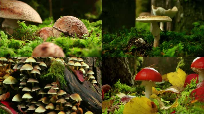 森林蘑菇