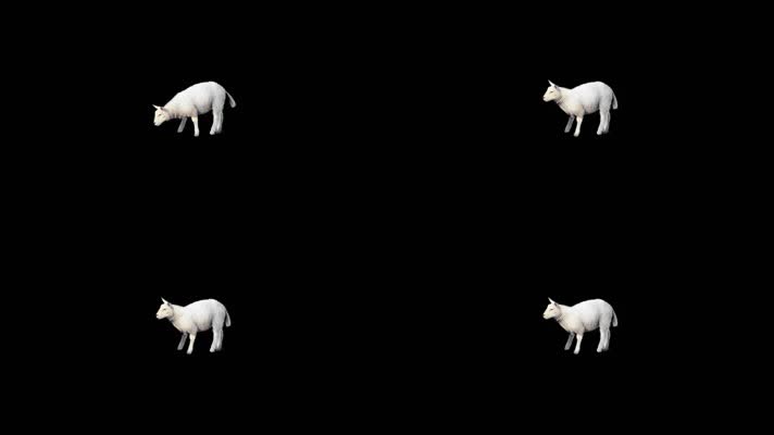 绵羊吃草带透明led背景视频定制
